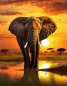 Preview: Elefant im Sonnenuntergang